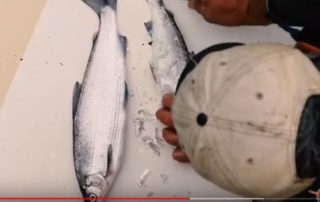 Lever-les-filets-du-lavaret